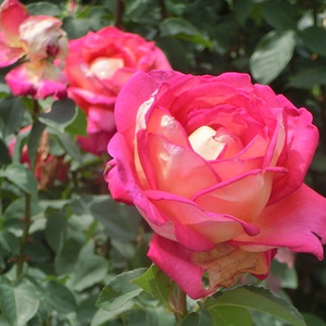 Diskreten vonj vrtnice - Rebecca®